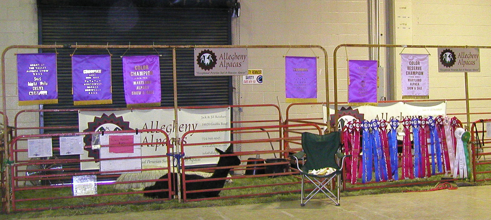 Alpaca Show